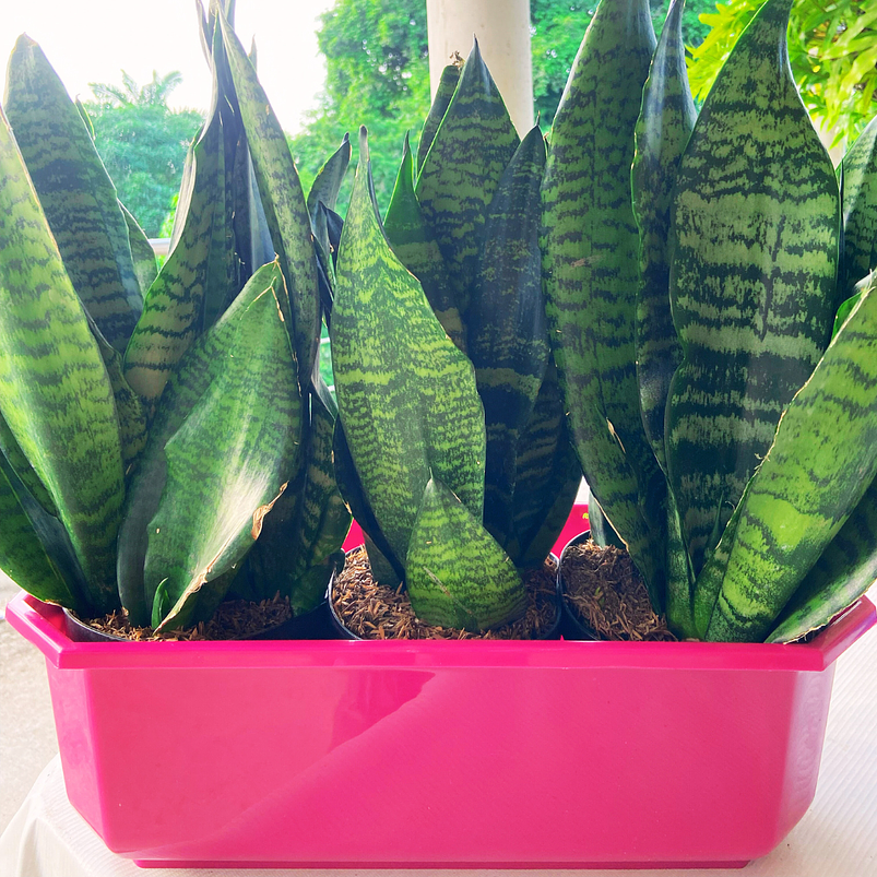 Maceta Plástica Rectangular Tipo Jardinera En Colores x40cm 12