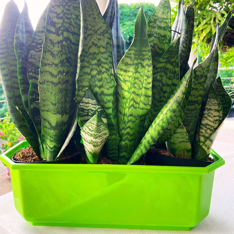 Maceta Plástica Rectangular Tipo Jardinera En Colores x40cm 16