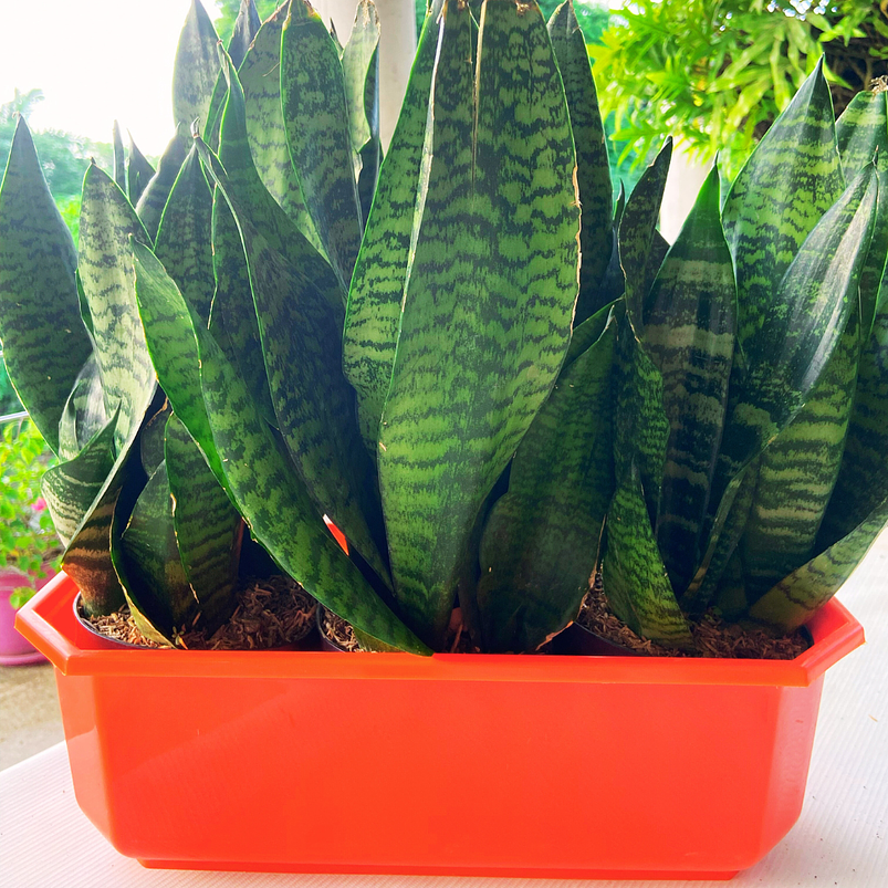 Maceta Plástica Rectangular Tipo Jardinera En Colores x40cm 13