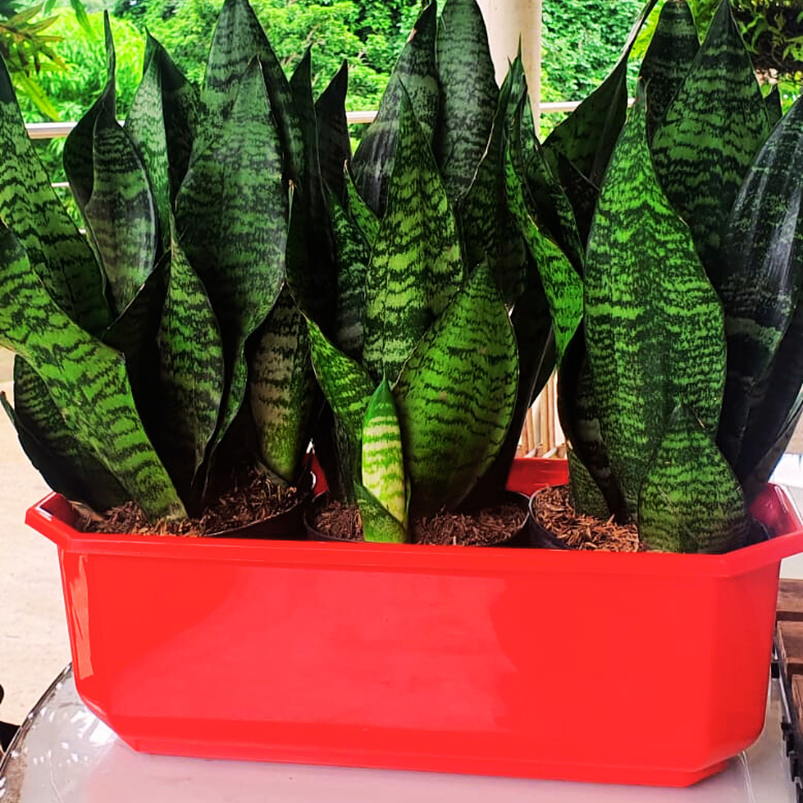 Maceta Plástica Rectangular Tipo Jardinera En Colores x40cm 15