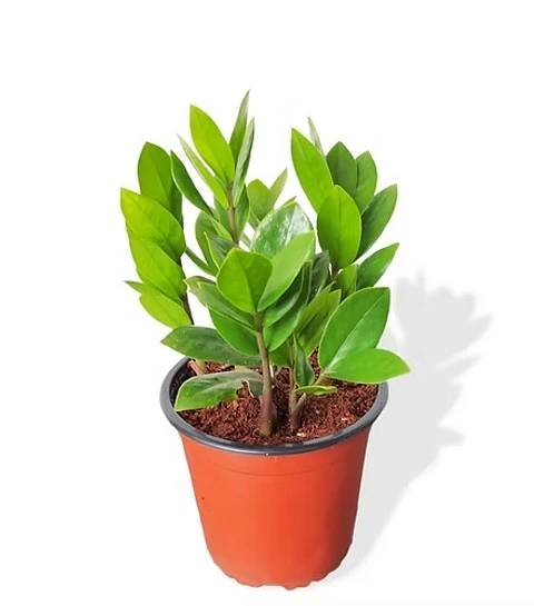 Palma ZZ (samioculca)  Planta Natural de Interiores 