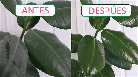 Brilla Hojas Hobrill 240cc Plantas Naturales Mantenimiento