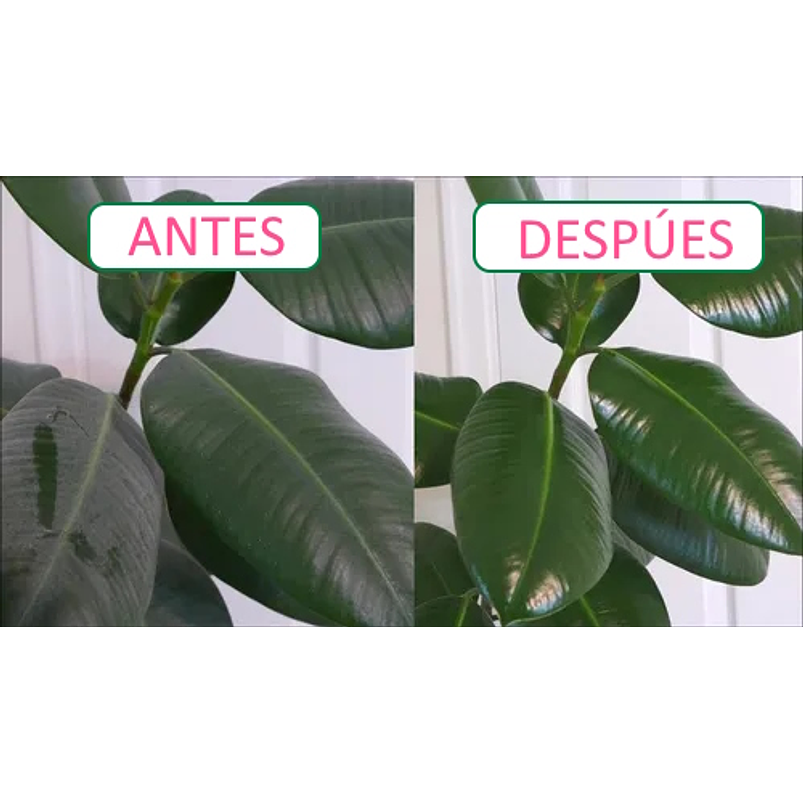 Brilla Hojas Hobrill 240cc Plantas Naturales Mantenimiento 2