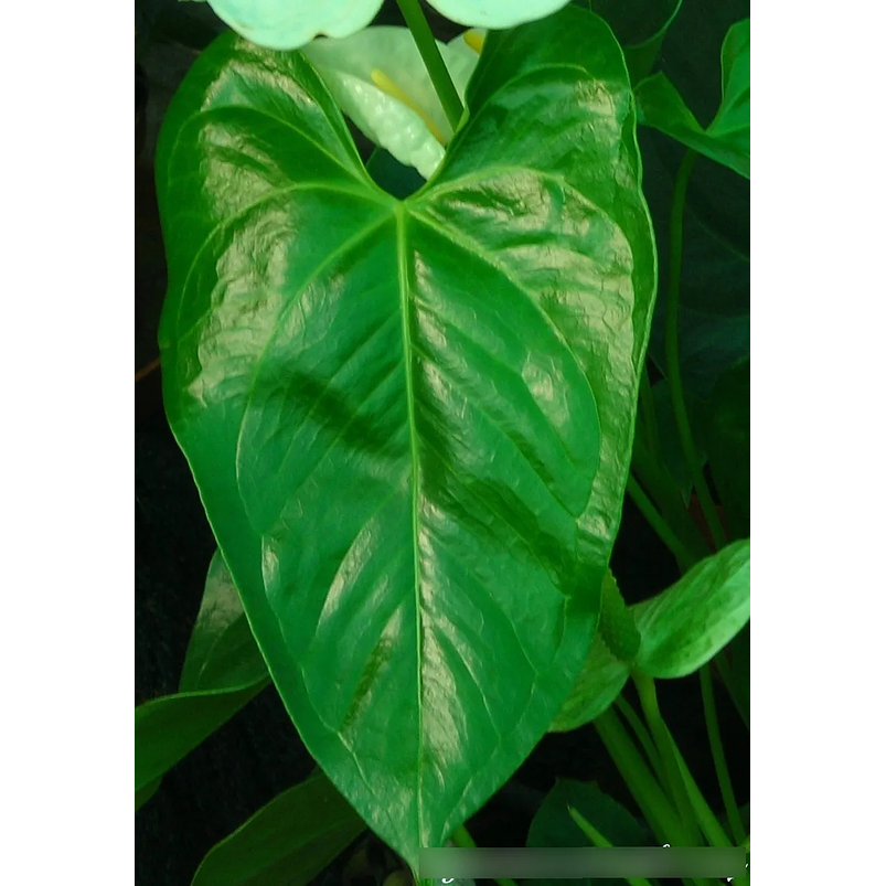 Brilla Hojas Hobrill 240cc Plantas Naturales Mantenimiento 3