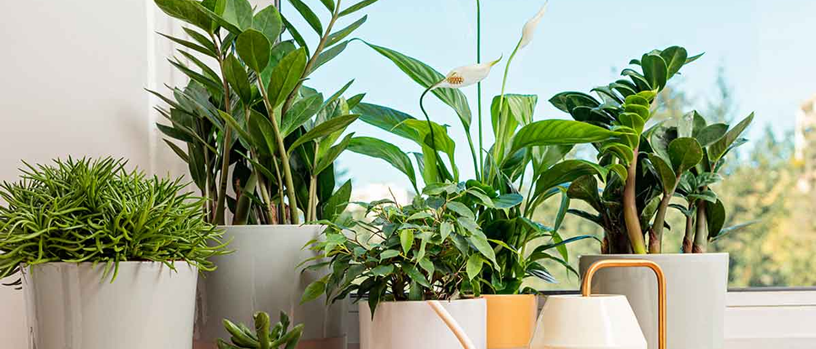  ¿Por qué tener plantas en casa?