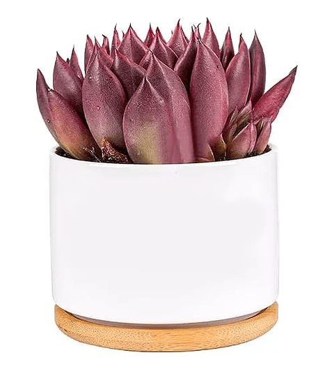 Maceta en Cerámica Premium Blanca más plato Bambu Cactus Suculentas