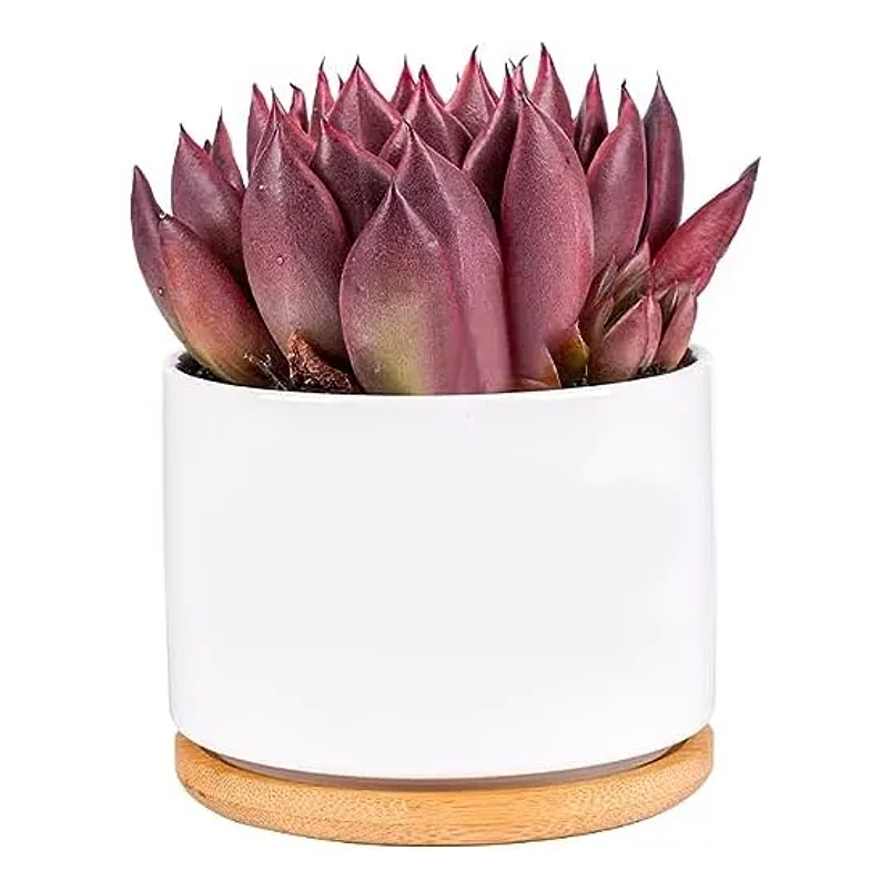 Maceta en Cerámica Premium Blanca más plato Bambu Cactus Suculentas 4