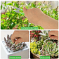 Kit Herramientas Siembra Cactus Y Suculentas x19 Piezas - Miniatura 9
