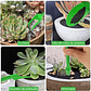 Kit Herramientas Siembra Cactus Y Suculentas x19 Piezas - Miniatura 7