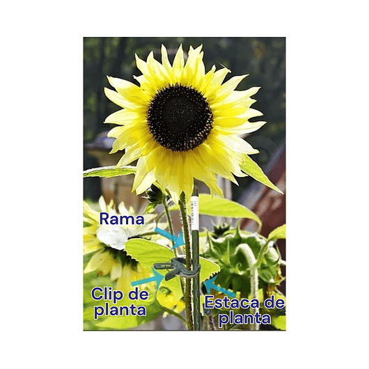 Clips Gancho Apoyo De Plantas De Jardín, Hortalizas x20 Unidades 7