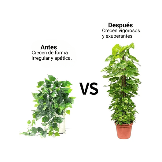 Kit Soporte De Plantas En Fibra De Coco x2 Unidades Más Herramientas 8