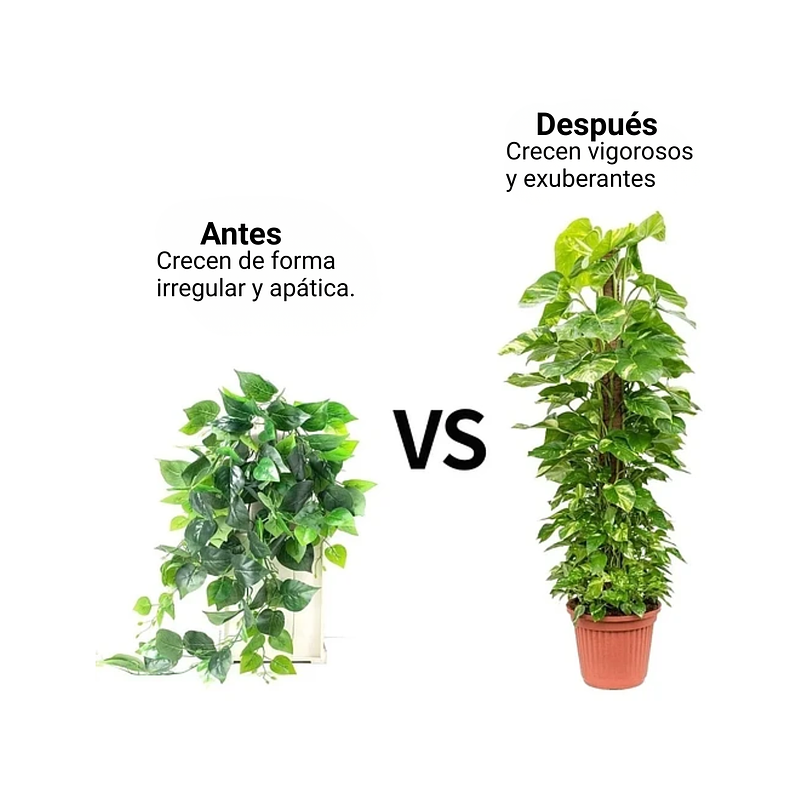 Kit Soporte De Plantas En Fibra De Coco x2 Unidades Más Herramientas 8