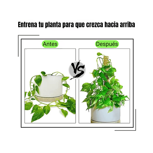 Kit Soporte De Plantas En Fibra De Coco x2 Unidades Más Herramientas 3