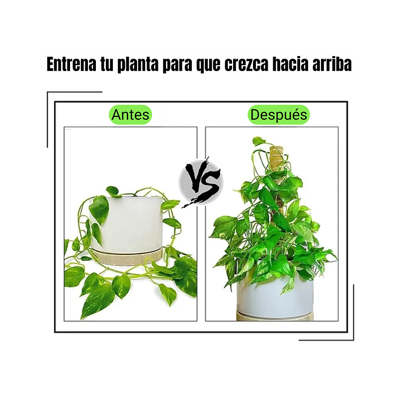 Kit Soporte De Plantas En Fibra De Coco x2 Unidades Más Herramientas 3