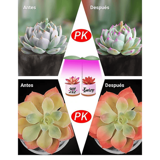 Juego Macetas Cerámica Suculentas x2 unidades más kit Iluminación 5