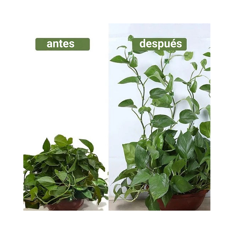 Clip Gancho De Amarre De Plantas, Hortalizas De Pared X20pz 7