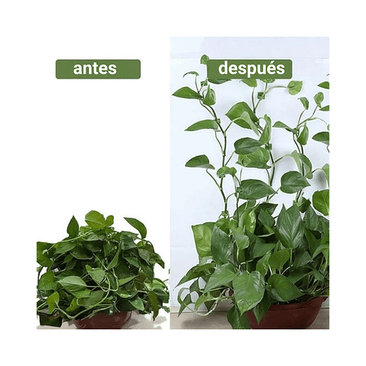 Clip Gancho De Amarre De Plantas, Hortalizas De Pared X 10pz 8
