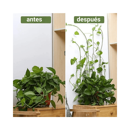 Clip Gancho De Amarre De Plantas, Hortalizas De Pared X 10pz 14