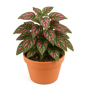 Hipoeste Más Sustrato Organico en  Maceta de Vivero