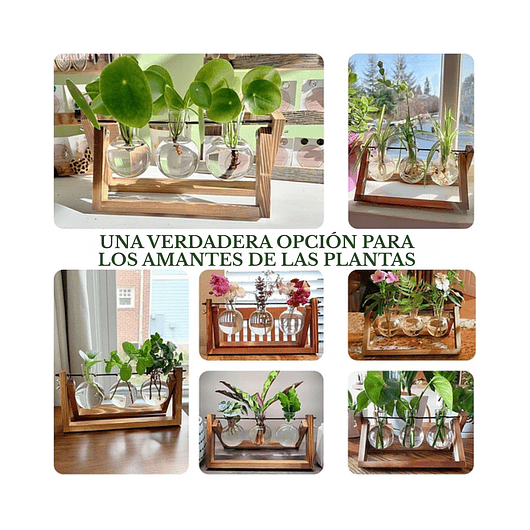 Maceta Plantas Diseño Vintage Bombillas Cristal x3 Unidades 4