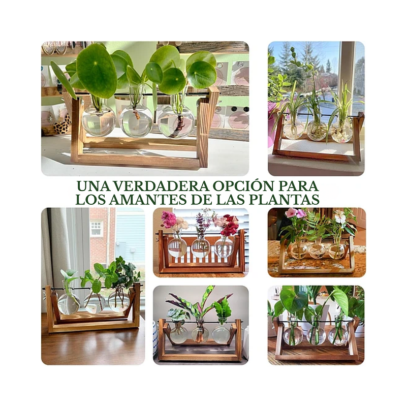 Maceta Plantas Diseño Vintage Bombillas Cristal x3 Unidades 4