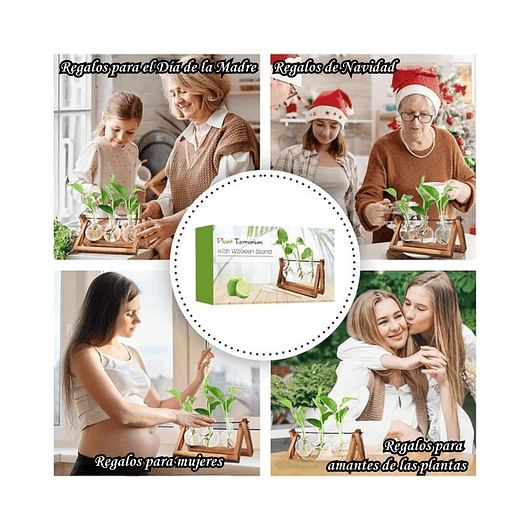 Maceta Plantas Diseño Vintage Bombillas Cristal x3 Unidades 5