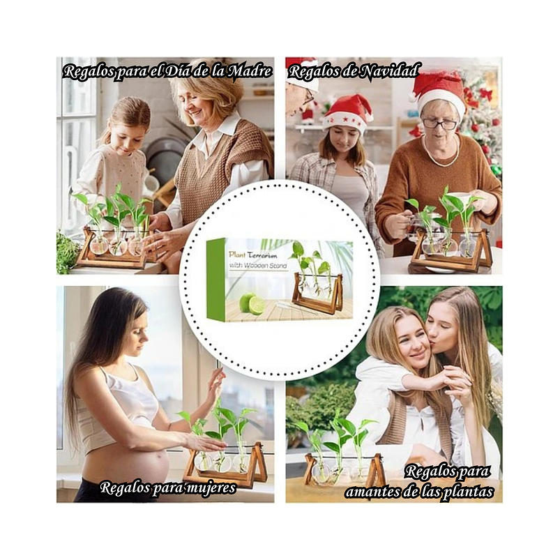 Maceta Plantas Diseño Vintage Bombillas Cristal x3 Unidades 5