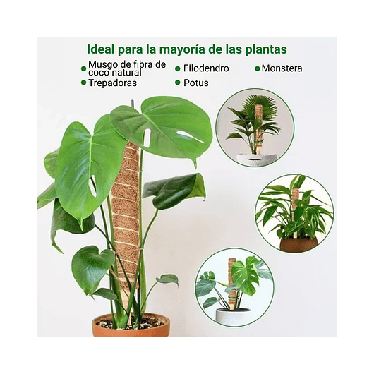 Soporte en Musgo de Coco para Plantas Trepadoras x4 Unidades 7