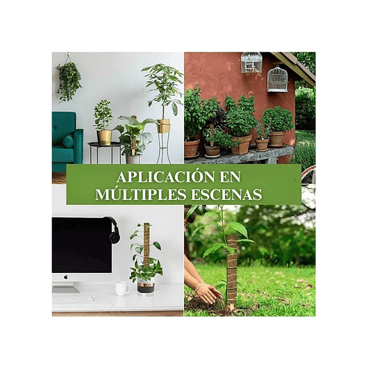 Soporte en Musgo De Coco Para Plantas Trepadoras x4unidades 2