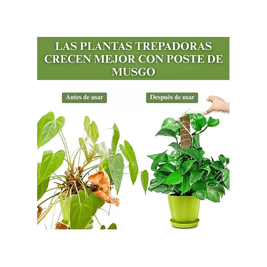 Soporte en Musgo De Coco Para Plantas Trepadoras x4unidades 3