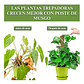 Soporte en Musgo De Coco Para Plantas Trepadoras x4unidades - Miniatura 3