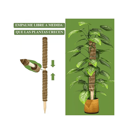 Soporte en Musgo De Coco Para Plantas Trepadoras x4unidades 5