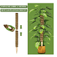 Soporte en Musgo De Coco Para Plantas Trepadoras x4unidades - Miniatura 5