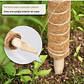 Kit Soporte En Fibra De Coco Plantas Trepadoras x4 Unidades - Miniatura 3
