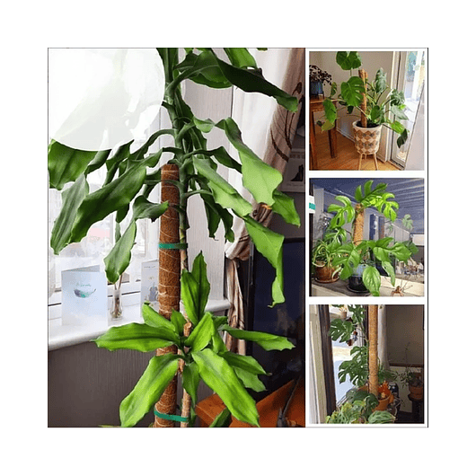 Kit Soporte En Fibra De Coco Plantas Trepadoras x4 Unidades 5