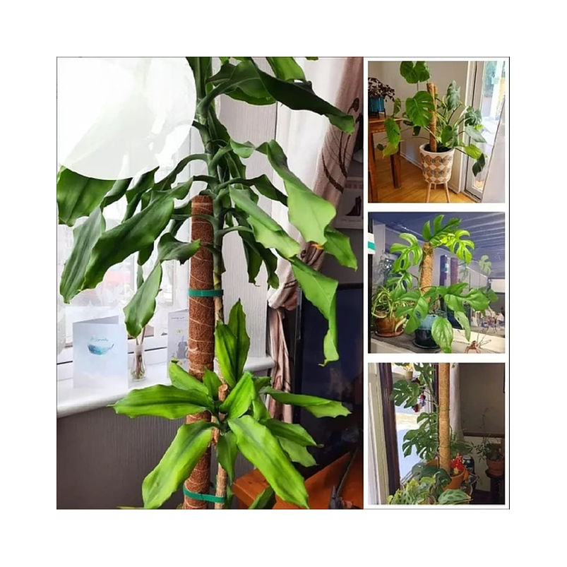 Kit Soporte En Fibra De Coco Plantas Trepadoras x4 Unidades 5