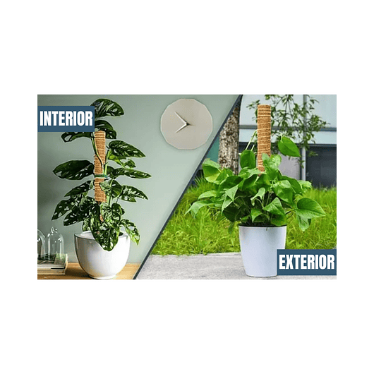 Kit Soporte En Fibra De Coco Plantas Trepadoras x4 Unidades 6