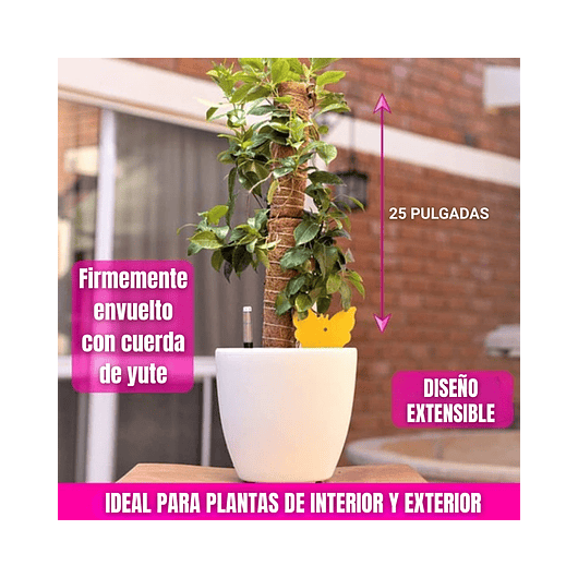 Soporte en Musgo Coco Plantas Trepadoras x3 Piezas más accesorios 5