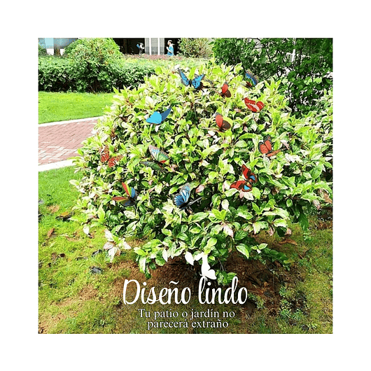 Mini Mariposa Decorativa Terrarios Jardín De Hadas x25 Unidades 5
