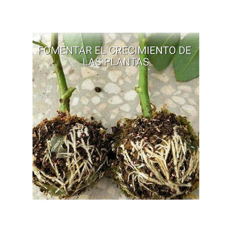 Esqueje Bola Plásticas Propagación x10 Raíz Enraizamiento T:S 4