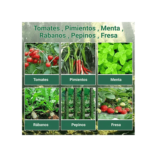 Bandeja Germinación Semillas x01 Unidad Cúpula Plástica 6