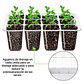 Bandeja Germinación Semillas x01 Unidad Cúpula Plástica - Miniatura 13