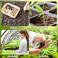 Bandeja 200 Cavidades Germinación Plantulas Plástica X2 Pz - Miniatura 4
