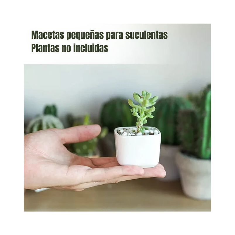 Maceta Cerámica Cuadrada Pequeña Blanca Premium Más plato Bambú 3