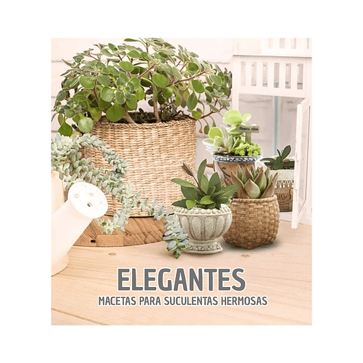 Juego Macetas Cerámica De Plantas Cactus Suculentas x12 unidades 5