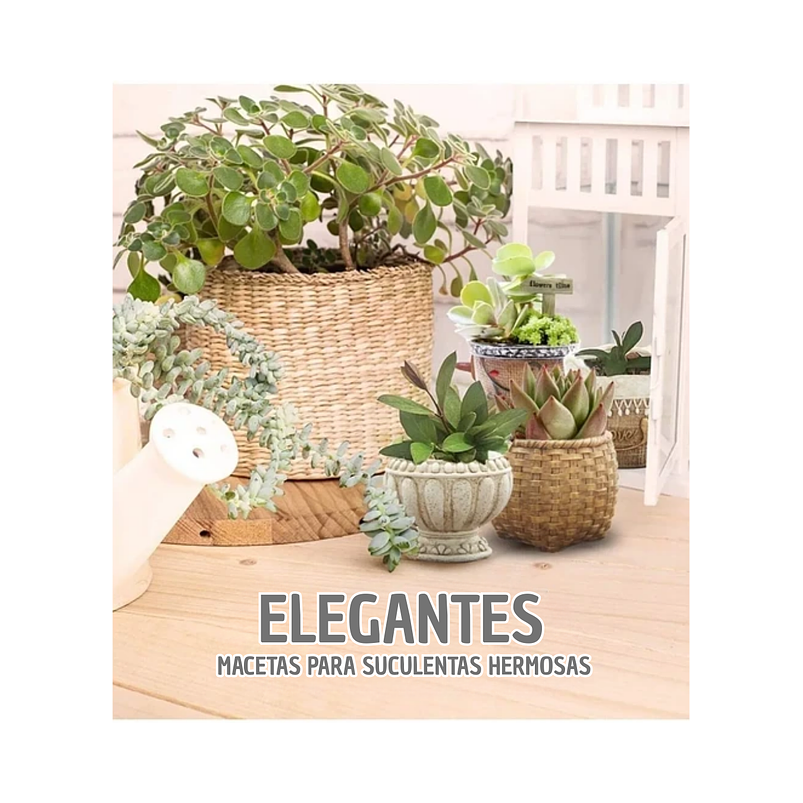 Juego Macetas Cerámica De Plantas Cactus Suculentas x12 unidades 5