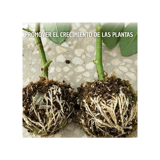 Esqueje Bola Plásticas Propagación x5 Raíz Enraizamiento T:S  3