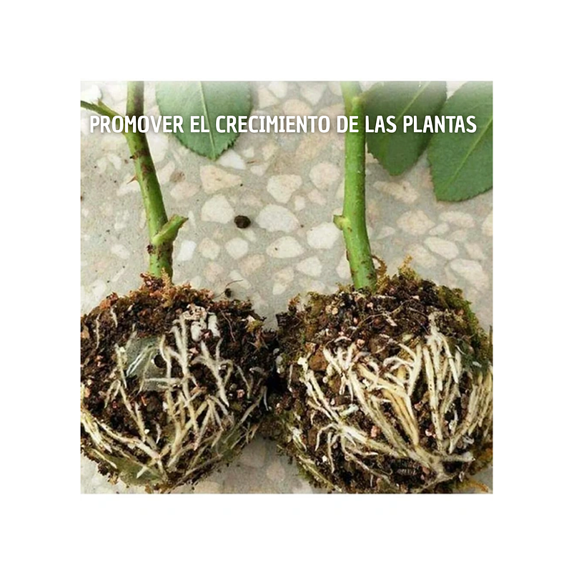 Esqueje Bola Plásticas Propagación x5 Raíz Enraizamiento T:S  3