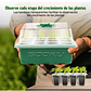 Bandeja Germinación Plantas Más Cúpula x12 Celdas c/u x10 Juegos - Miniatura 4