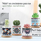 Juego Macetas Cerámica Premium Cactus y Suculentas x4 Unidades - Miniatura 7